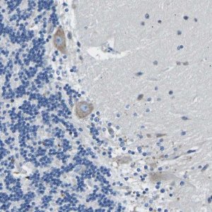 Anti-MC4R antibody produced in rabbit 
