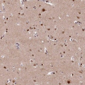 Anti-MCF2L2 antibody produced in rabbit 