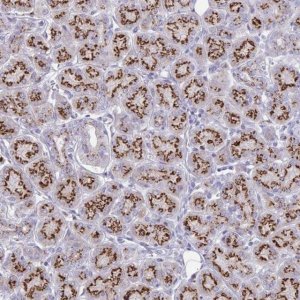 Anti-MCFD2 antibody produced in rabbit 