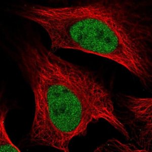 Anti-MCM5 antibody produced in rabbit 