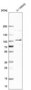 Anti-MCM8 antibody produced in rabbit HPA045141-100UL