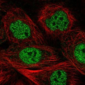 Anti-MCM9 antibody produced in rabbit 