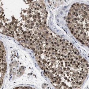 Anti-MCOLN2 antibody produced in rabbit 