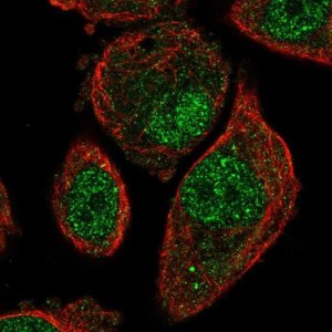 Anti-MCTP1 antibody produced in rabbit 