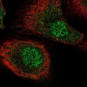 Anti-MCTP2 antibody produced in rabbit 