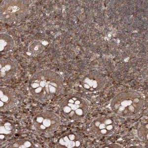 Anti-MDFIC antibody produced in rabbit 