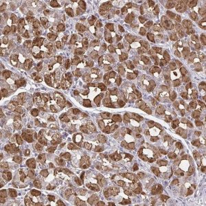 Anti-MDH1 antibody produced in rabbit 