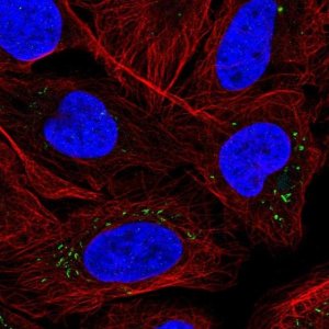Anti-MDK antibody produced in rabbit 