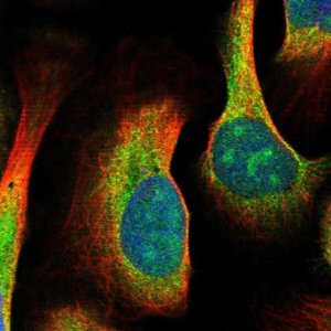 Anti-MDN1 antibody produced in rabbit 