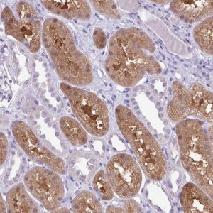 Anti-MDS2 antibody produced in rabbit 