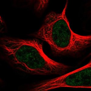 Anti-MED1 antibody produced in rabbit 