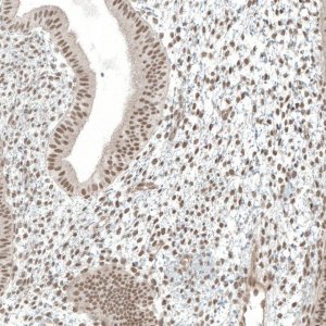 Anti-MED20 antibody produced in rabbit 