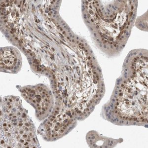 Anti-MED28 antibody produced in rabbit 