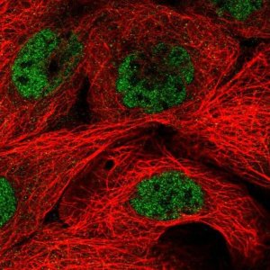 Anti-MED29 antibody produced in rabbit 