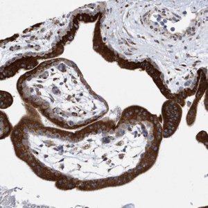 Anti-MED31 antibody produced in rabbit 