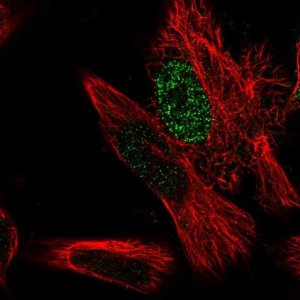 Anti-MED31 antibody produced in rabbit 