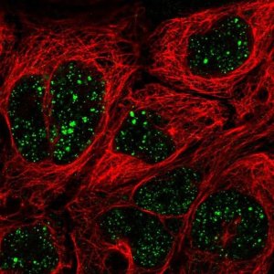 Anti-MED7 antibody produced in rabbit 