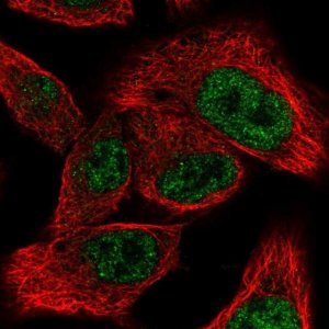 Anti-MED9 antibody produced in rabbit 