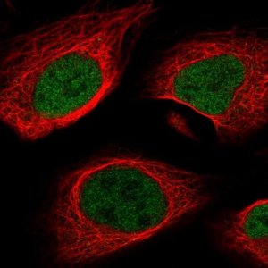 Anti-MEF2A antibody produced in rabbit 