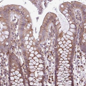 Anti-MEGF6 antibody produced in rabbit 