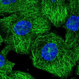 Anti-MEGF6 antibody produced in rabbit 