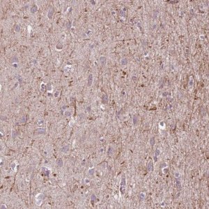 Anti-MEGF8 antibody produced in rabbit 