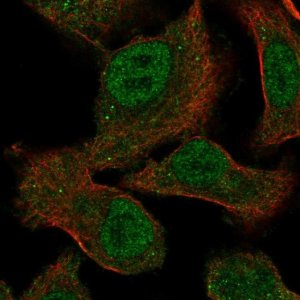 Anti-MEGF9 antibody produced in rabbit 