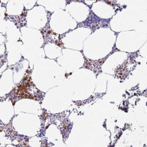Anti-MEIG1 antibody produced in rabbit 
