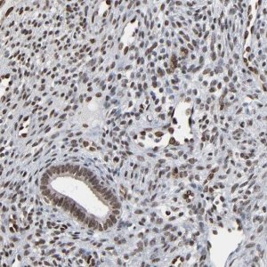 Anti-MEIS2 antibody produced in rabbit 