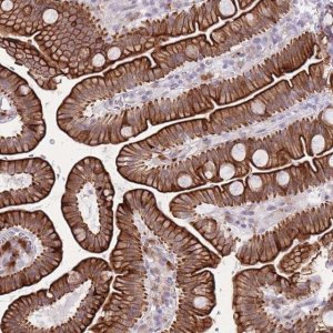 Anti-MEIS3 antibody produced in rabbit 
