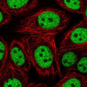 Anti-MEIS3 antibody produced in rabbit 