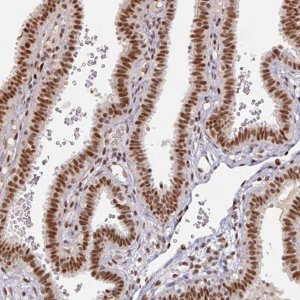 Anti-MEPCE antibody produced in rabbit 