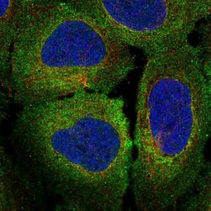 Anti-MERTK antibody produced in rabbit 
