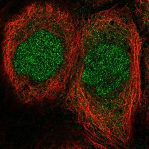 Anti-MESP1 antibody produced in rabbit 