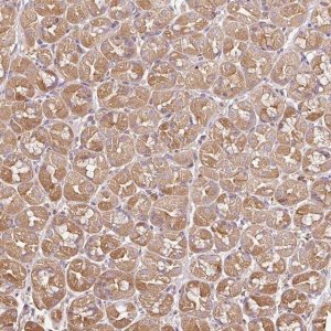 Anti-METAP1 antibody produced in rabbit 