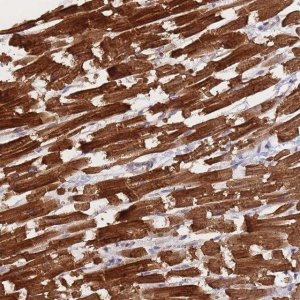 Anti-METRN antibody produced in rabbit 