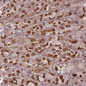 Anti-METTL10 antibody produced in rabbit 