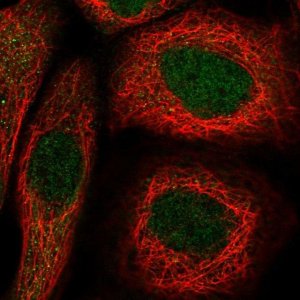 Anti-METTL10 antibody produced in rabbit 