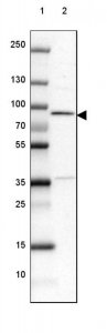 Anti-METTL13 antibody produced in rabbit 
