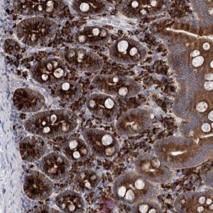 Anti-METTL24 antibody produced in rabbit 