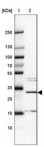 Anti-METTL8 antibody produced in rabbit 