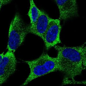 Anti-MEX3A antibody produced in rabbit 