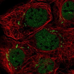 Anti-MFAP3 antibody produced in rabbit 