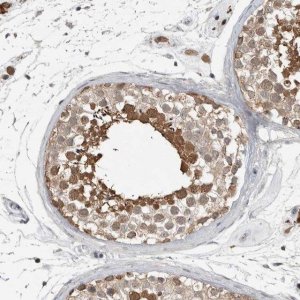 Anti-MFAP3L antibody produced in rabbit 