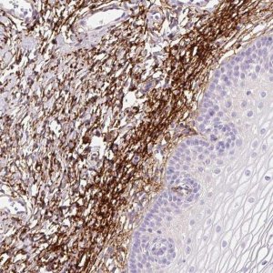 Anti-MFAP4 antibody produced in rabbit 