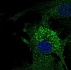 Anti-MFAP4 antibody produced in rabbit 