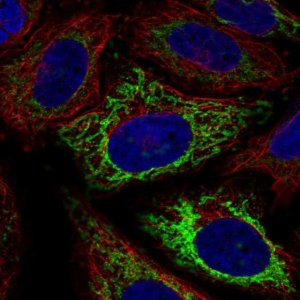 Anti-MFF antibody produced in rabbit 