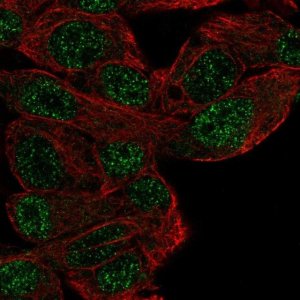 Anti-MFHAS1 antibody produced in rabbit 