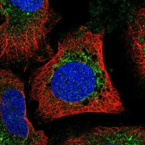 Anti-MFN1 antibody produced in rabbit 