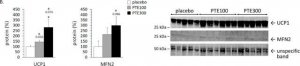 Anti-MFN2 antibody produced in rabbit 